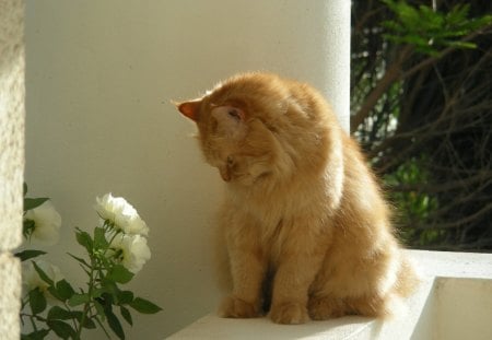 What a beautiful flower! - white, cat, beautiful, flower, ginger