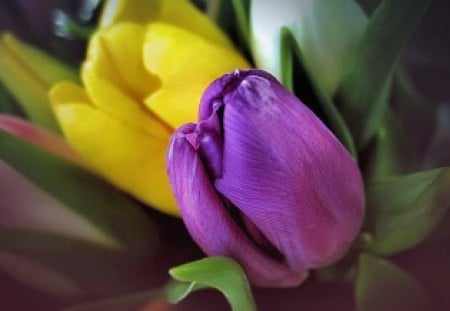 Dark and light - tulips, light, dark, yellow, two