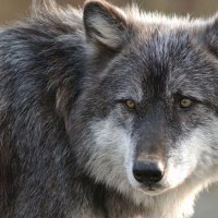 wolf portrait