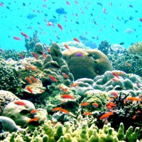 Great Barrier Reef