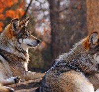 Pair of Wolves