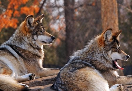 Pair of Wolves - predator, resting, wilderness, wild