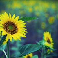 *** Sun...Sunflowers ***