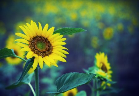 *** Sun...Sunflowers *** - nature, sunflowers, sun, flowers, flower