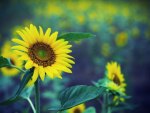 *** Sun...Sunflowers ***