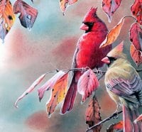 âœ°Cardinals on frosty leavesâœ°