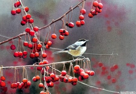 ✰Little Bird on Berries Tree✰ - pretty, birds, splendor, holidays, forests, splendid, Little Bird on Berries Tree, seasons, branches, trees, winter, beautiful, lovely, berries, nature, painting, cute, animals