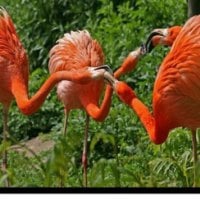 flamingos