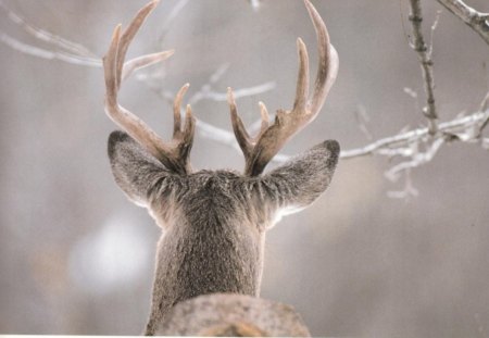 Deer - animal, winter, deer, snow