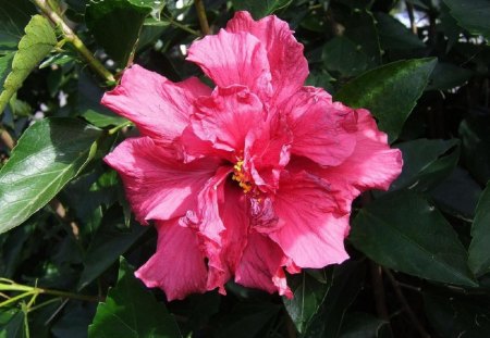 from my garden - pretty, lovely, flower, pink