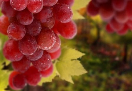 Red Grape - Harvest, Red, Grape, Fruit