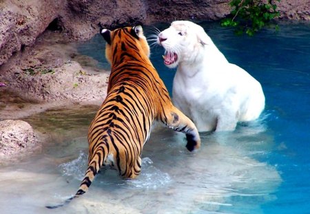 Tiger - jungle, white, animal, Tiger