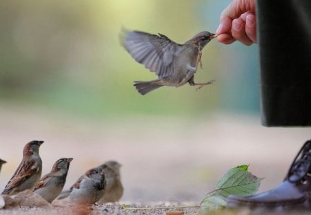 Our Freedom is Like a Bird - Freedom, FLy, Feed, Bird