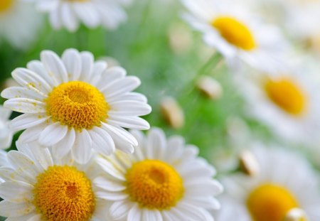 Daisies - white, flowers, field, daisies, yellow