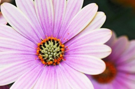 A beautiful daisey - daisey, white, flower, purple