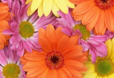 A garden of daisies - daisies, yellow, purple, garden, orange