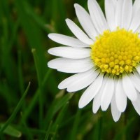A beautiful daisey