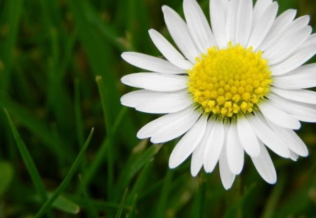 A beautiful daisey - white, flower, daisey, yellow, green