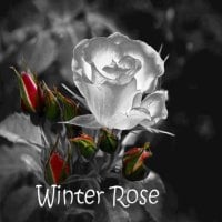 winter rose