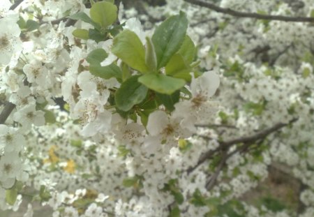 Bloom - Bloom, Relaxation, Spring Breeze, Spring