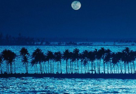 Moonlight beauty - moonlight, palm tree, moon, trees, ocean