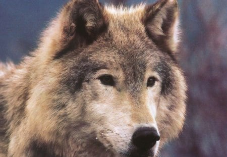 Nordic Wolf - predator, wilderness, portrait, wild