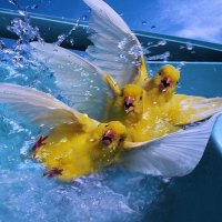 Aqua Park for birds