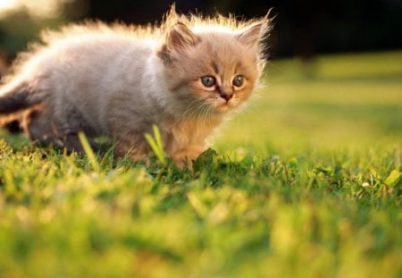 kitten - wallpaper, cute, cat, kitten