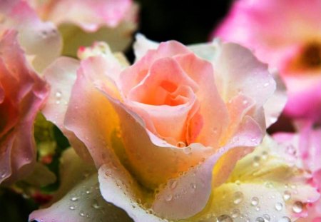 Pink tenderness - tenderness, drops, beauty, flower, petals, pink, nature, dew, soft, rose