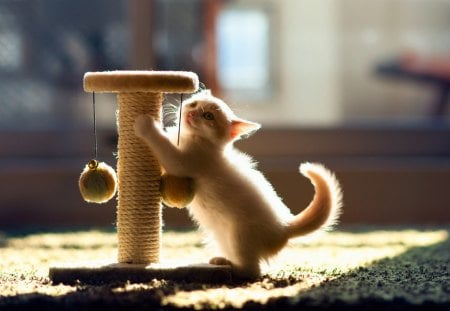 Playing - adorable, animals, kitty, playing, kitten, cats, beautiful, sweet, cute