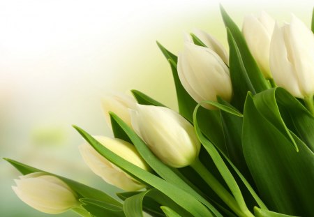 *** White Tulips *** - white, flower, tulips, flowers, nature