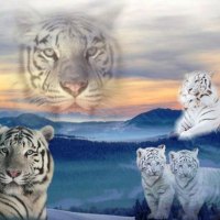 White Tiger Family