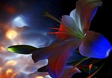 Beautiful flower - splendor, colour flower, beautiful flower, light