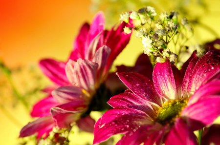 Gerberas - pretty, beautiful, fragrance, lovely, bouquet, flowers, gerberas, colorful, nature, scent, nice