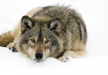 Wolf in Snow