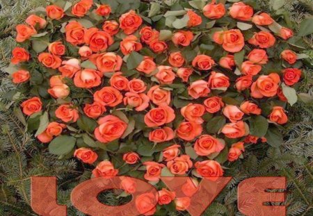 Heart-shaped bouquet of roses - pine branches, love, orange roses, heart shaped bouquet of roses, writing