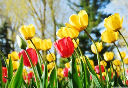 tulips - spring, tulips, yellow, red