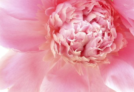 Pink Light - pretty, forever, innocent, feng shui, lovely, love, light, pink, sweet, flowers, wonderful, peony, nature