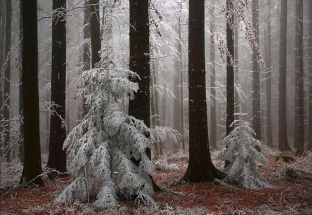 snow fir - snow, fir, winter, amazing