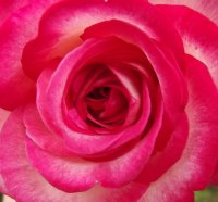 This rose is dedicated to my wonderful mother