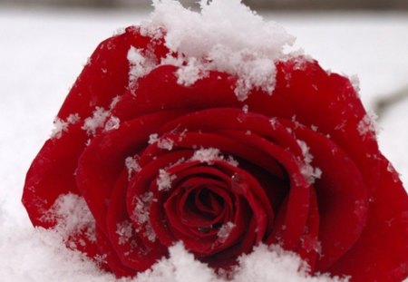 hot and cold - winter, beautiful, red, snow, rose