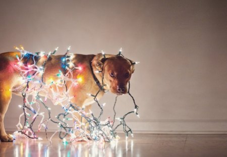 Happy New Year - new year, happy new year, dog, lamp, happy