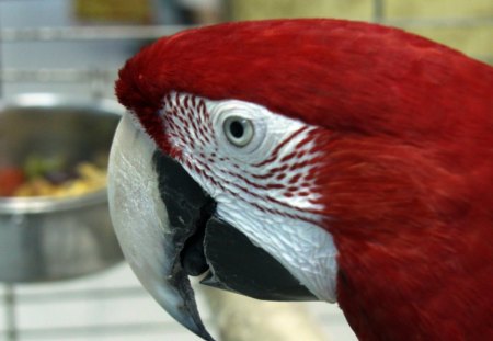 Red Macaw - red, bird, macaw, parrot