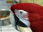 Red Macaw