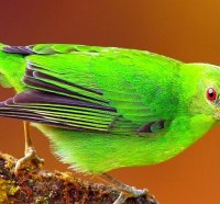 Gorgeous Green Bird