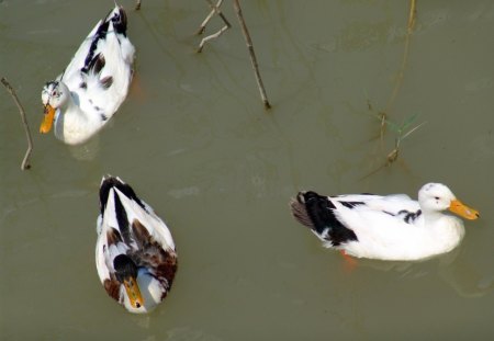 Swimming Ducks - quack, feathers, swimming, Ducks