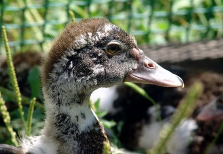 Gray Duck - duck, feathers, gray, beak