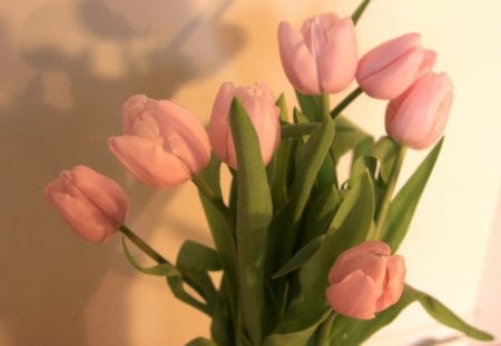 Tulips - bunch, leaves, tulips, flowers