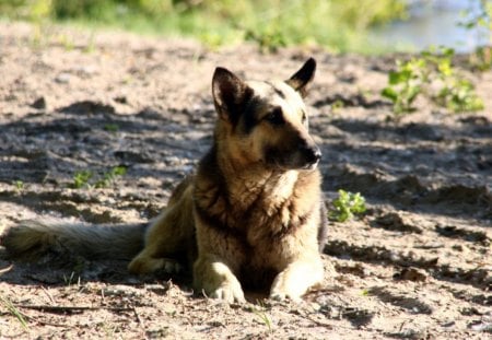 On The Lookout - dog, animal, alert, lookout