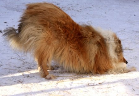 Beautiful Collie - collie, winter, hairy, dog